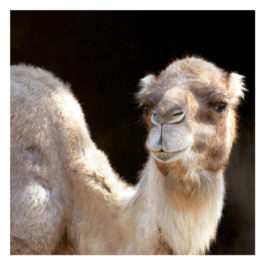 Couette – HUSLER NEST – Duvet de chameau satin