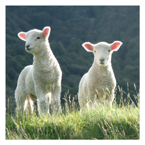 Couette laine de mouton-tricot