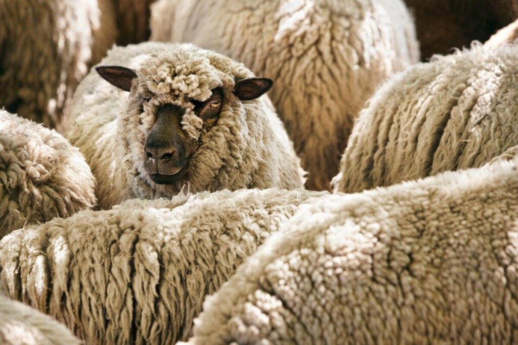 Literie husler nest - Blog Vépi - sur-matelas laine de mouton